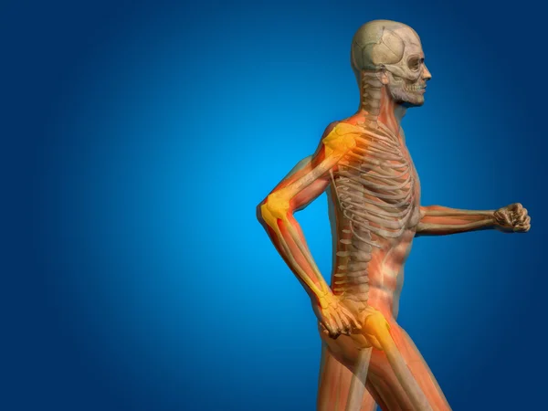 人間の解剖学 — ストック写真