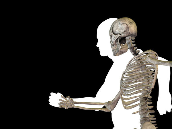 Анатомия человека с костями
