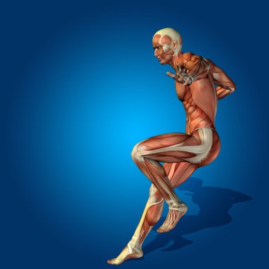 Anatomi vücut kasları ile