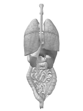 Toraks organların anatomisi veya sağlık tasarımları için
