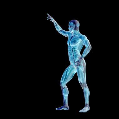 İnsan anatomisi tasarımlar için kaslı.