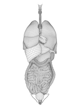 Tel kafes kafes sindirim sistemi