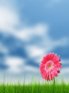 fresh flower over a blue sky