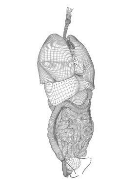 kavramsal anatomik insan