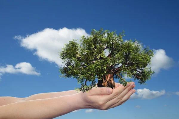 Manos sosteniendo un árbol de verano verde — Foto de Stock