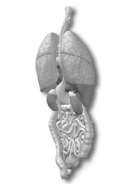 Innere Organe des Bauches oder Brustkorbs — Stockfoto