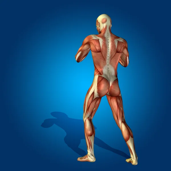 Anatomie lichaam met spieren — Stockfoto