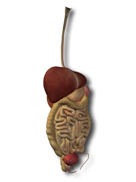 Conceptual digestive system — Stock Photo, Image