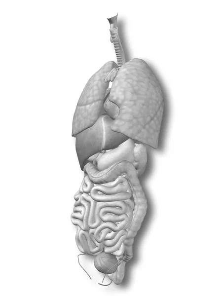 Narządów klatki piersiowej do anatomii wzory. — Zdjęcie stockowe