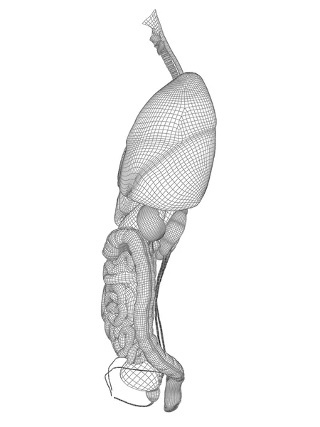 Konceptuální lidské anatomické — Stock fotografie