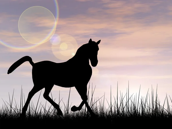 Beautiful black horse silhouette in grass — Stockfoto