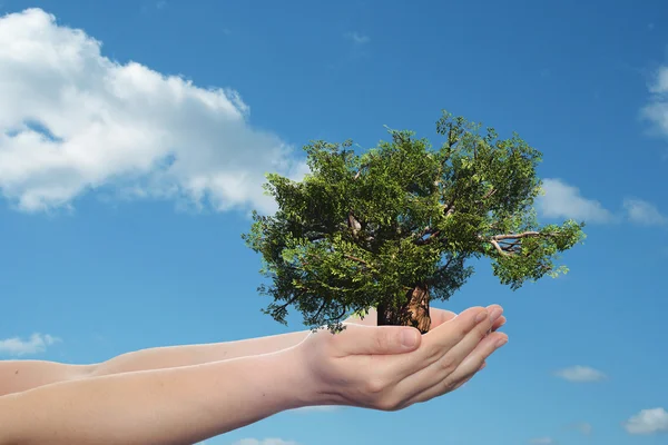 Manos sosteniendo un árbol de verano verde — Foto de Stock