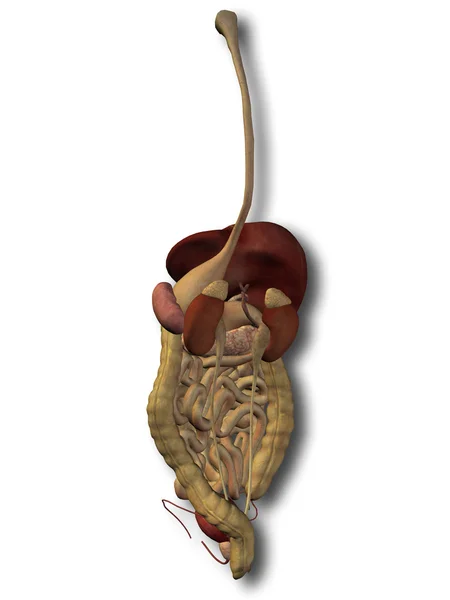 Conceptual  digestive system — Stock Photo, Image