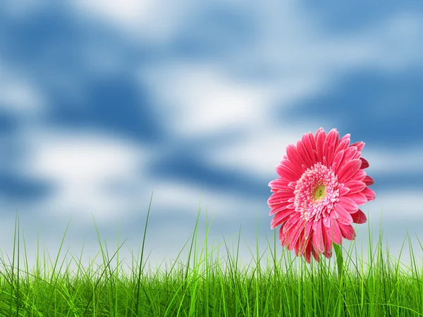 Spring grass field and a flower — Stock Photo, Image