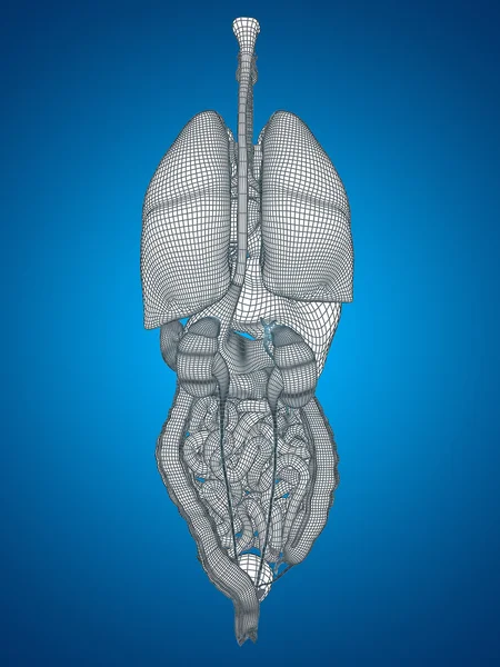 Wireframe mesh matsmältningssystemet — Stockfoto