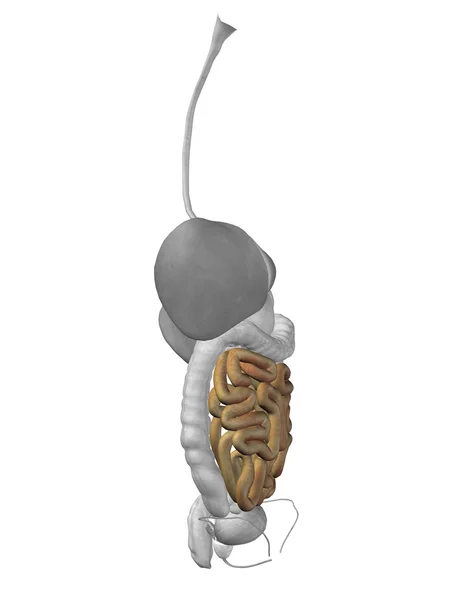 Órgano intestinal y sistema digestivo — Foto de Stock