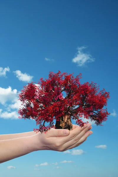 Manos sosteniendo un árbol de primavera rojo — Foto de Stock