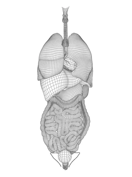 Sistema digestivo de malla Wireframe —  Fotos de Stock