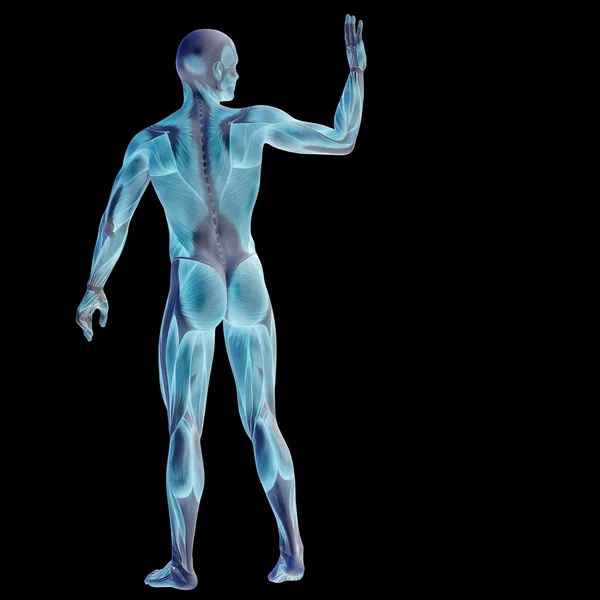 Ανθρώπου με μύες για σχέδια ανατομία. — Φωτογραφία Αρχείου