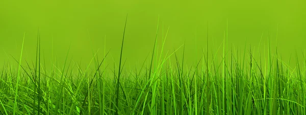 Fresh and natural grass field — Stock Photo, Image