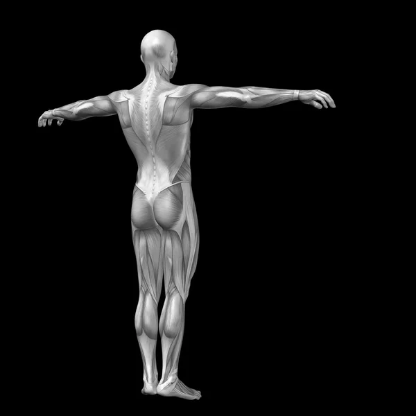 Man med muskler för anatomi konstruktioner. — Stockfoto