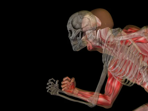 Lidské anatomie s kostmi — Stock fotografie