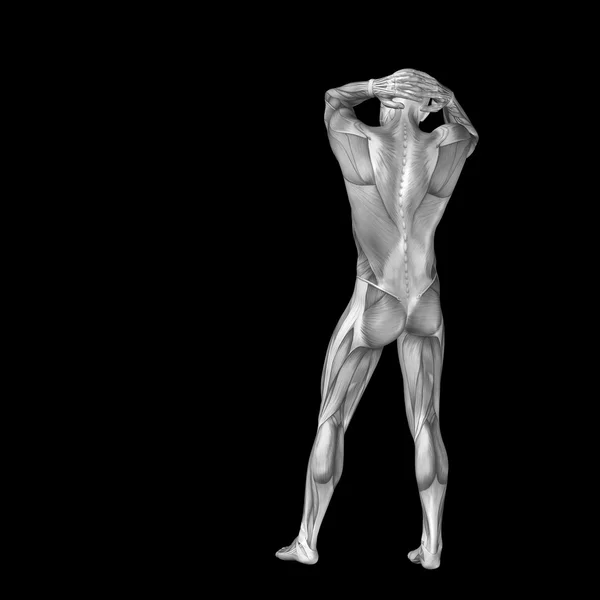 Człowiek z mięśni do anatomii wzory — Zdjęcie stockowe