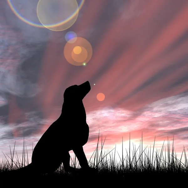 Kaunis musta söpö koira siluetti — kuvapankkivalokuva