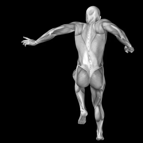 Uomo con muscoli per disegni anatomici — Foto Stock