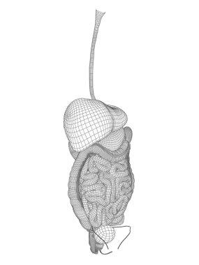 kafes sindirim sistemi