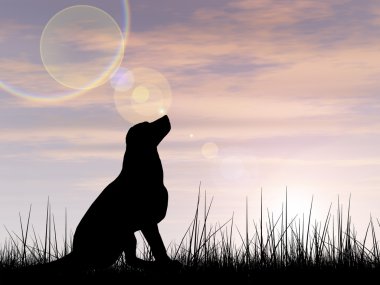 güzel siyah şirin köpek siluet