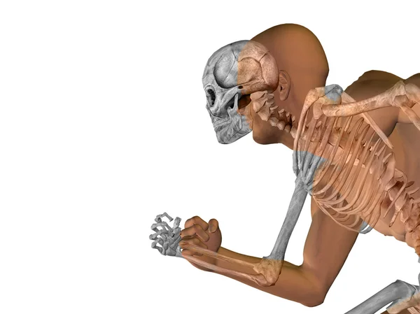 Anatomia com ossos ou esqueleto — Fotografia de Stock