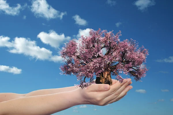 Manos sosteniendo un árbol de primavera rosa — Foto de Stock