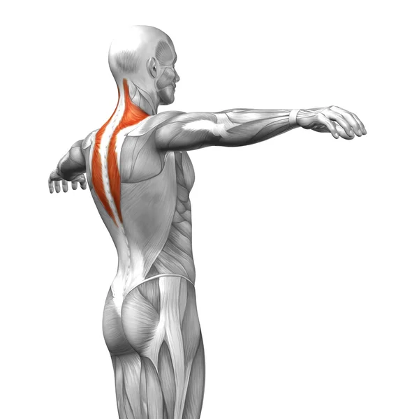 Trapézio ou anatomia humana nas costas — Fotografia de Stock