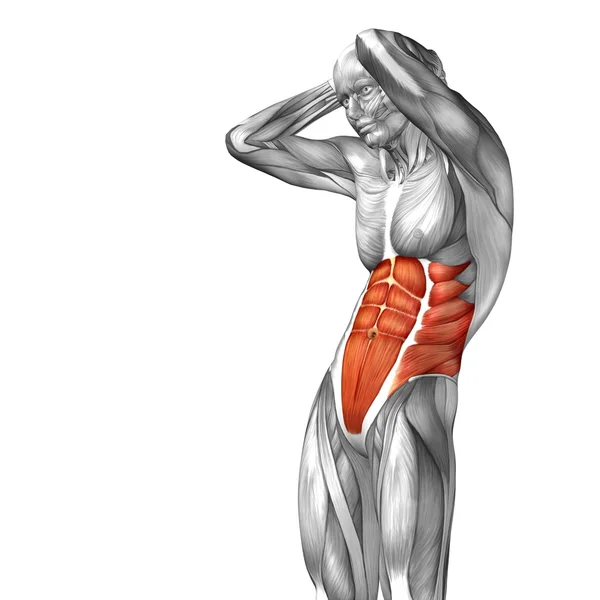 Buken eller bröstet människans anatomi — Stockfoto