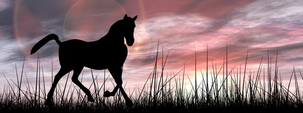 Belle silhouette de cheval noir dans l'herbe — Photo