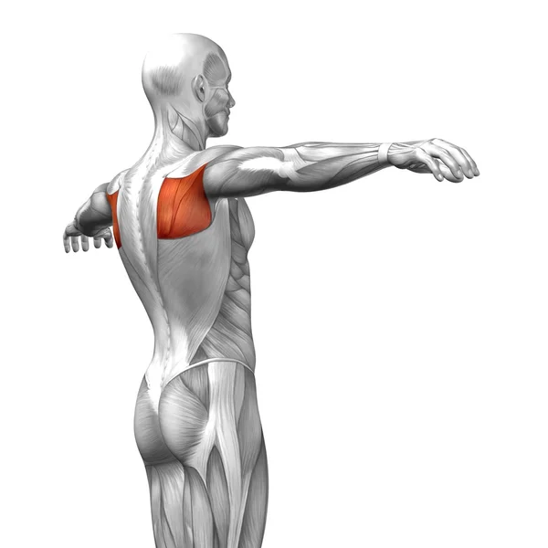 Teres Mayor o espalda anatomía humana —  Fotos de Stock