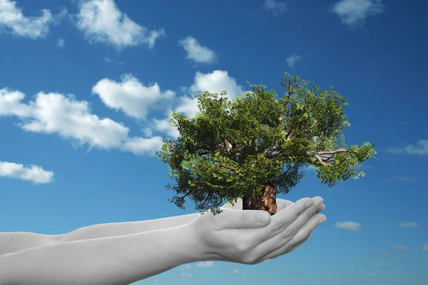 Manos sosteniendo un árbol de verano verde — Foto de Stock