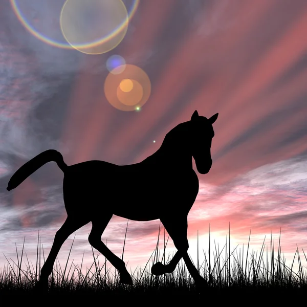Bela silhueta de cavalo preto na grama — Fotografia de Stock