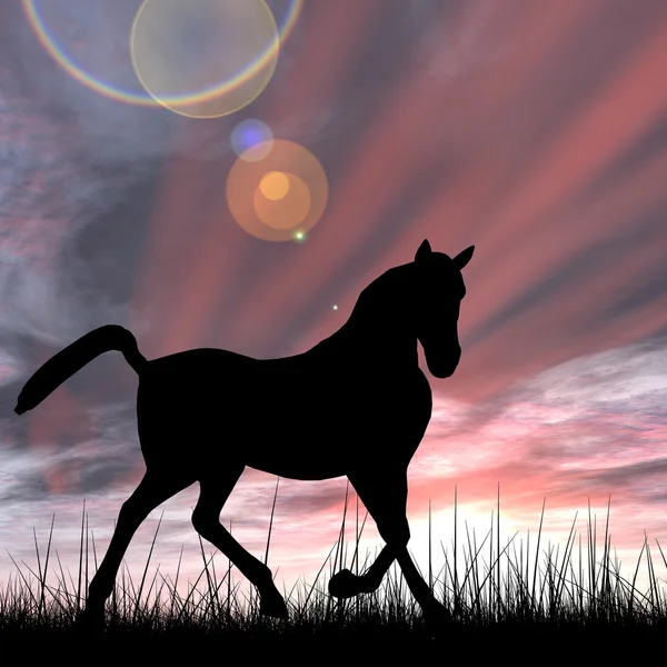 Beautiful black horse silhouette in grass — Stockfoto