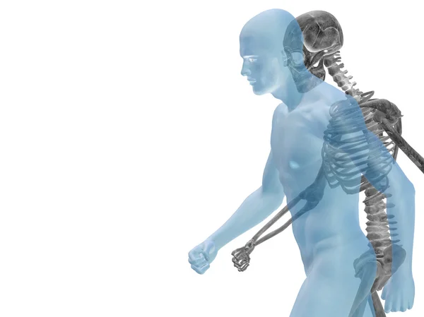 Anatomy with bones or skeleton — Stock Photo, Image