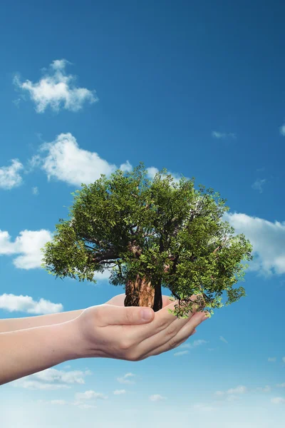 Manos sosteniendo un árbol de verano verde — Foto de Stock