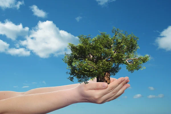 Hands holding a green summer tree — Stock Photo, Image