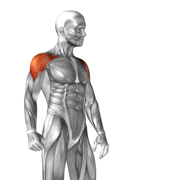 Дельтоїдна або грудна анатомія людини — стокове фото