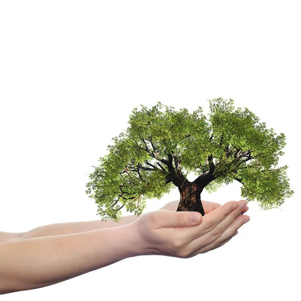 Concepto manos sosteniendo el árbol — Foto de Stock