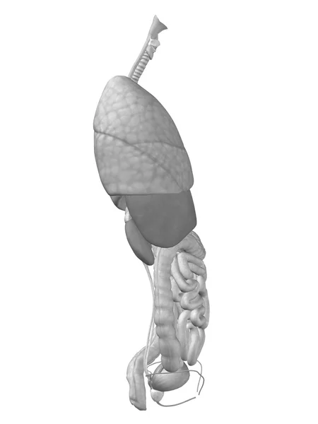 Abdominale of thorax organen — Stockfoto