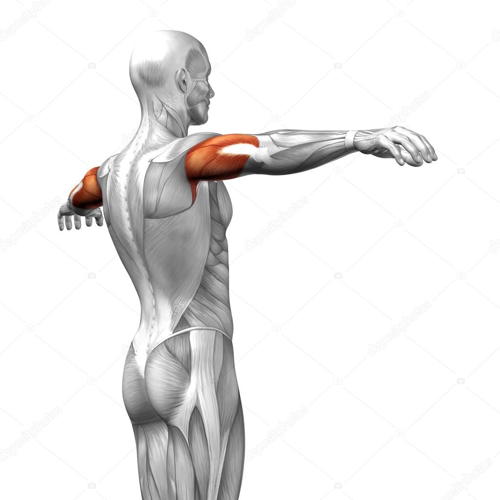 triceps human anatomy