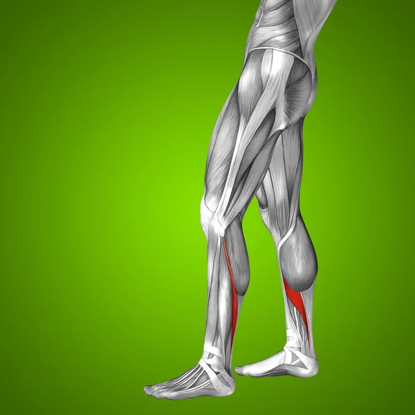 Human lower leg anatomy — Stock Photo, Image