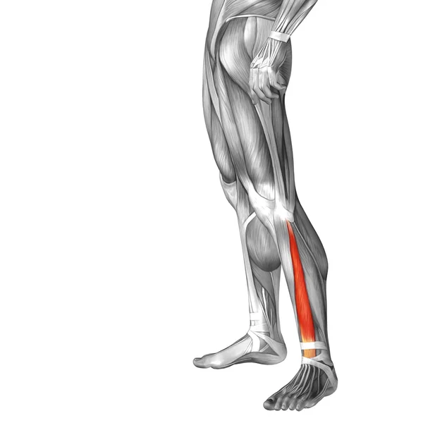 Insan alt bacak anatomisi — Stok fotoğraf