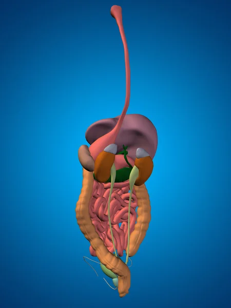 Conceptual digestive system — Stock Photo, Image